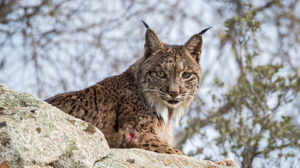 Un curso abordará en la ULE la conservación de oso, lobo y lince ibéricos