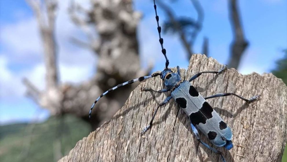 Especies protegidas de coleópteros en León