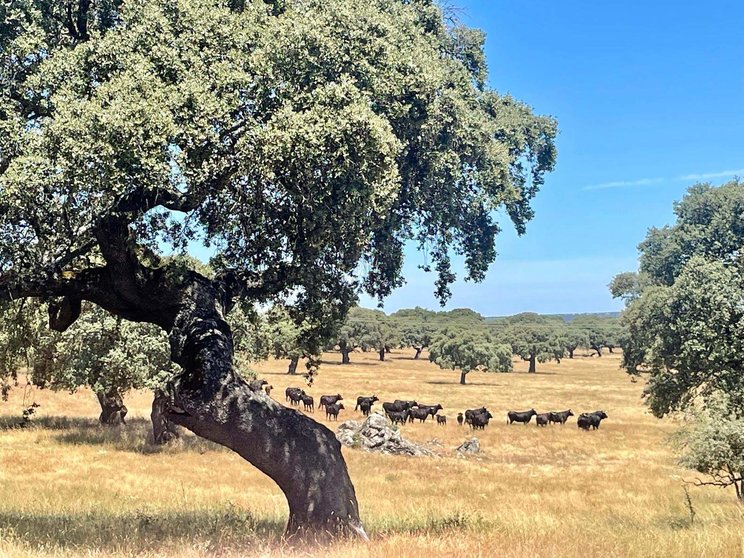 Castilla y León es la segunda región productora de vacuno bravo del mundo