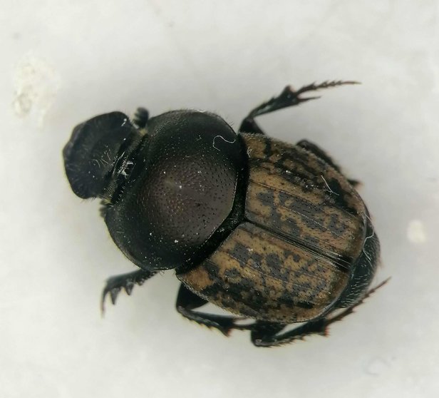 Escarabajo perteneciente al género Onthophagus