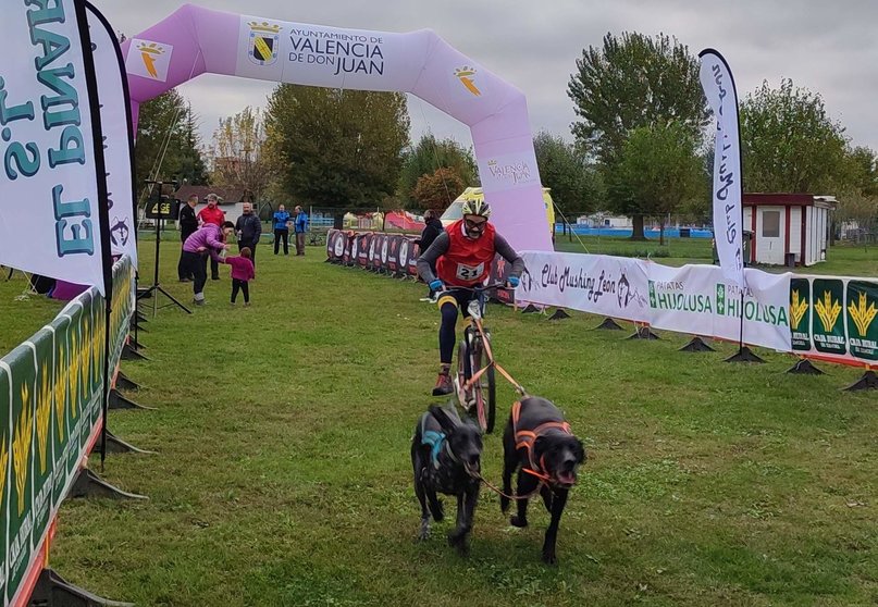 El mushing brilla en Valencia de Don Juan con una exitosa carrera