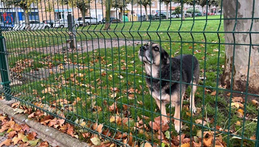 Zonas de Esparcimiento Canino León