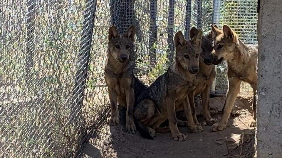 Lobeznos en el Centro del Lobo Ibérico de Castilla y León